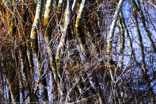 Trees thru the looking glass