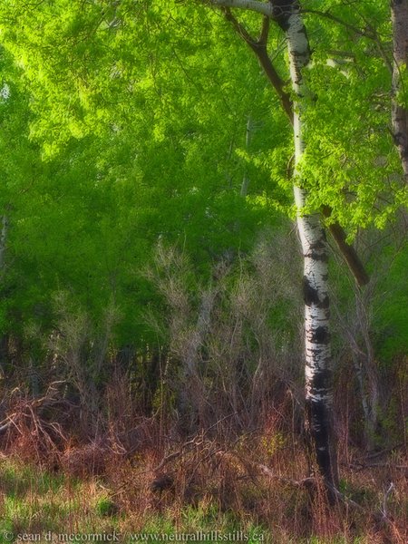 Bursting out with green