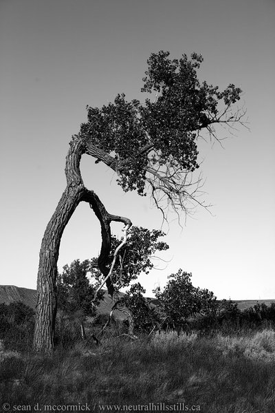 Evil bastard of a tree