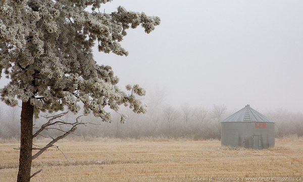 Tree and bin in light fog near Sedalia AB