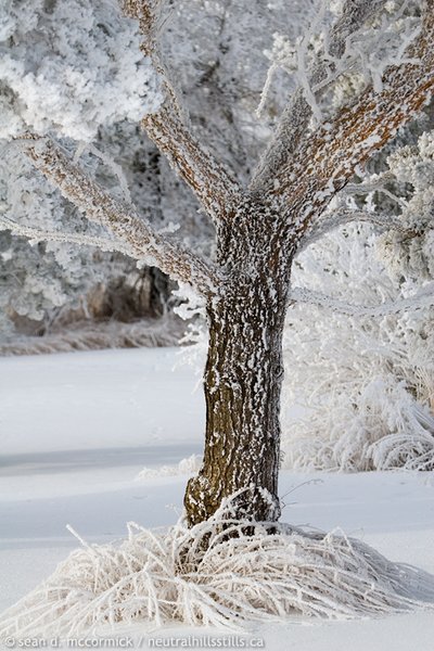 Winter wonderland