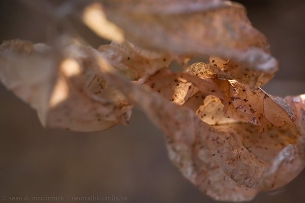 Understated leaves