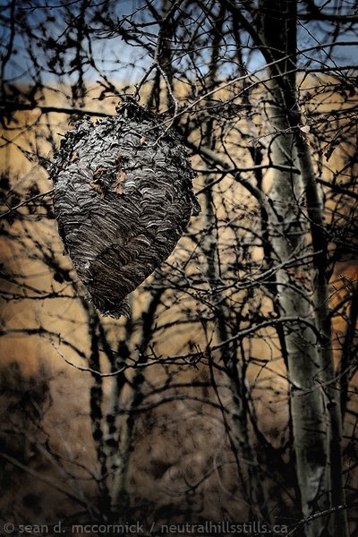 The mother of all wasps' nests [2 of 2]