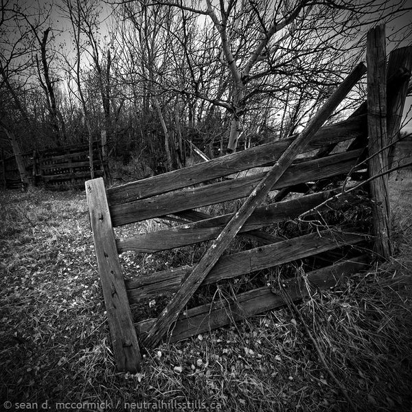 Corral fenceline being reclaimed in monochrome [2 of 2]