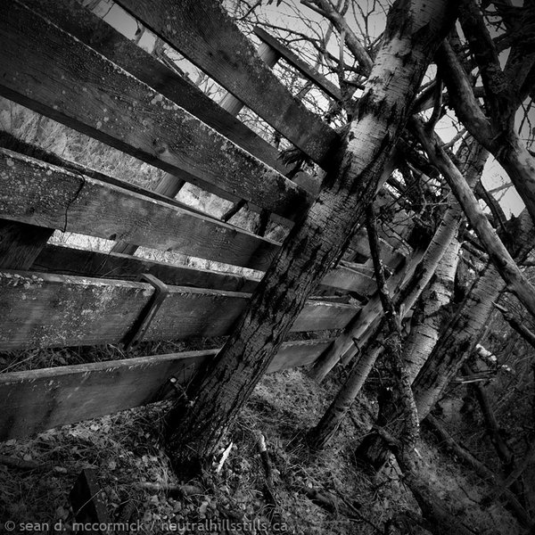 Corral fenceline being reclaimed in monochrome [1 of 2]