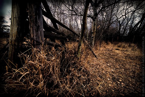Corral reclaimed by trees [3 of 3]