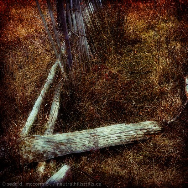 Corral reclaimed by trees [2 of 3]