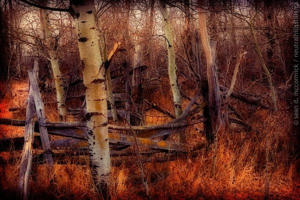 Corral reclaimed by trees [1 of 3]