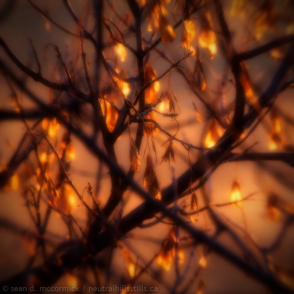 Last leaves in the last light