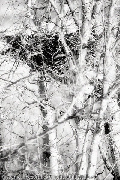 Nesting instinct