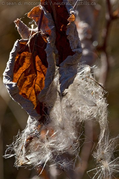 Fall leftovers