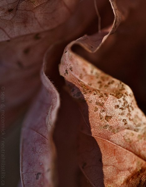 Lost in the folds