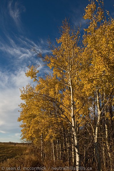 Trees with leaves are getting harder to find