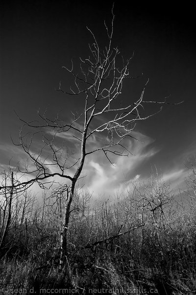 An arbor darkly