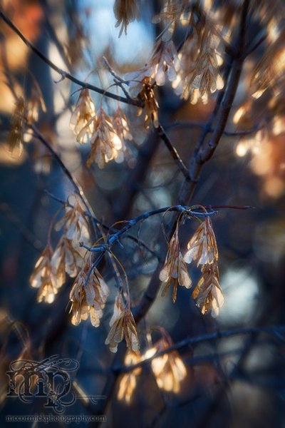 Maple seeds at the end of the summer