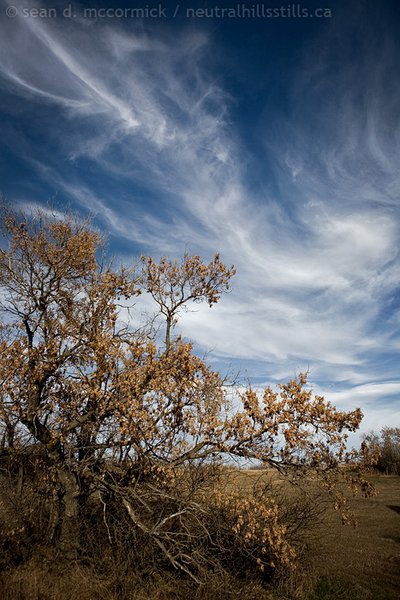Clouds over the maples