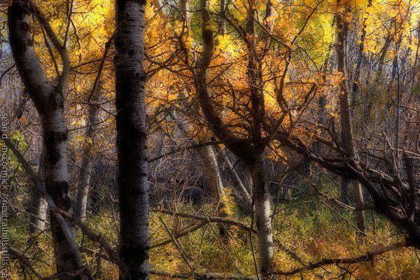 I was walking thru the woods one day...