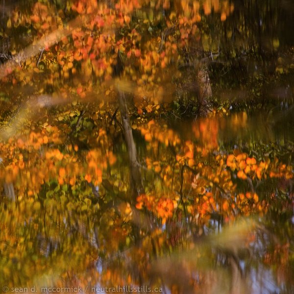 Fall leaves reflected, shot thru out-of-focus slough grass