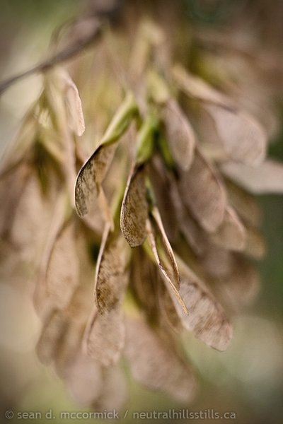 Maple seeds at the end of the summer