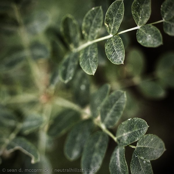 Caragana leaves