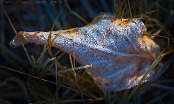 New winter coat: Maple leaf lodged in the grass