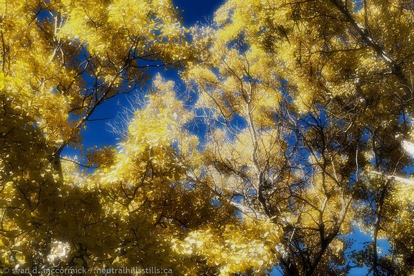 Golden crown