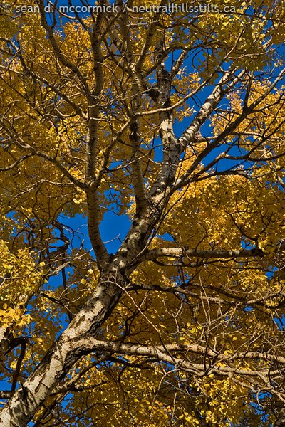 Perfunctory "up thru the branches shot", fall 2007