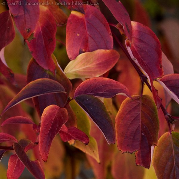 Red leaves! I found read leaves!