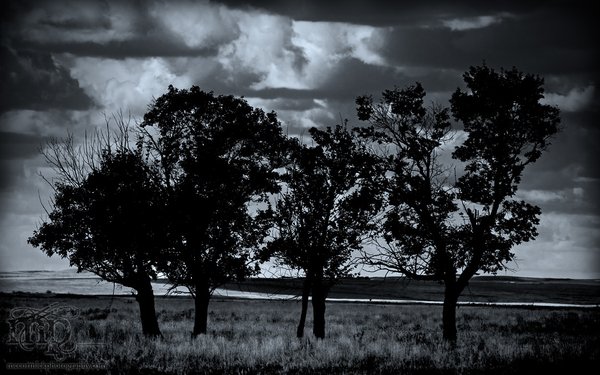 Trees silhouetted against incoming rain clouds