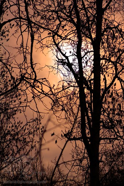 Sun thru trees