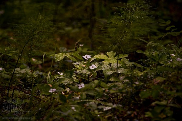Grand Cache: Wild vegetation