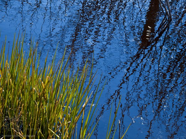 Green grass and blue sky