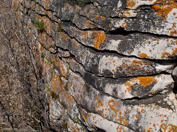 Watson Coulee 2011: Buffalo rubbing rock [8 of 8]