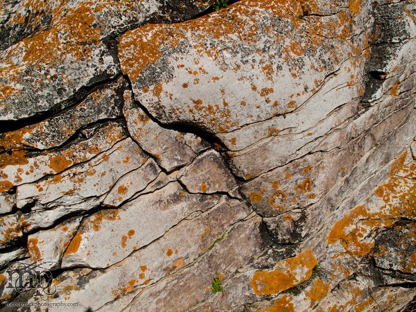 Watson Coulee 2011: Buffalo rubbing rock [6 of 8]
