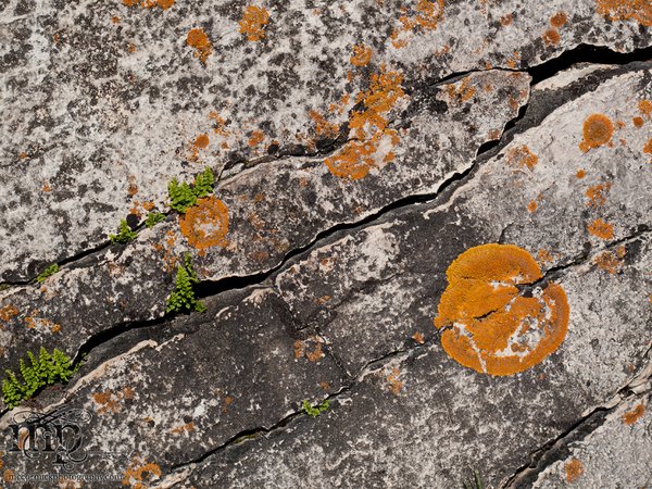Watson Coulee 2011: Buffalo rubbing rock [5 of 8]