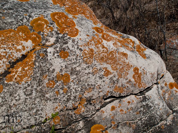 Watson Coulee 2011: Buffalo rubbing rock [4 of 8]