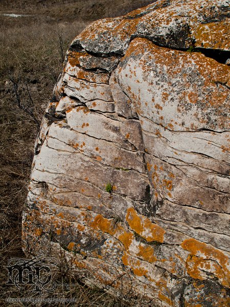 Watson Coulee 2011: Buffalo rubbing rock [3 of 8]
