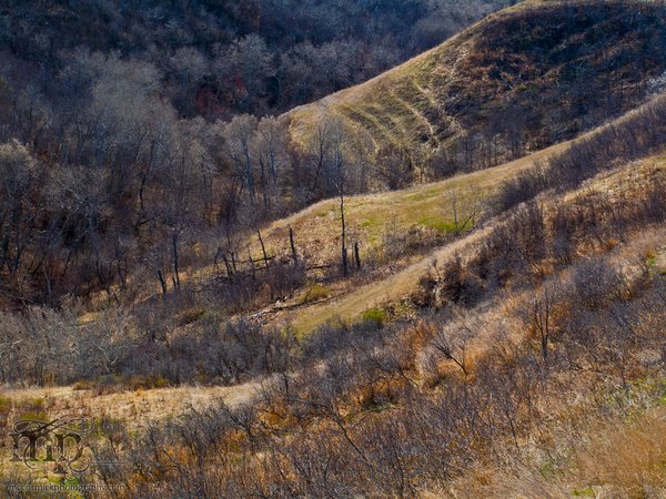 Watson Coulee 2011: Spring is finally here