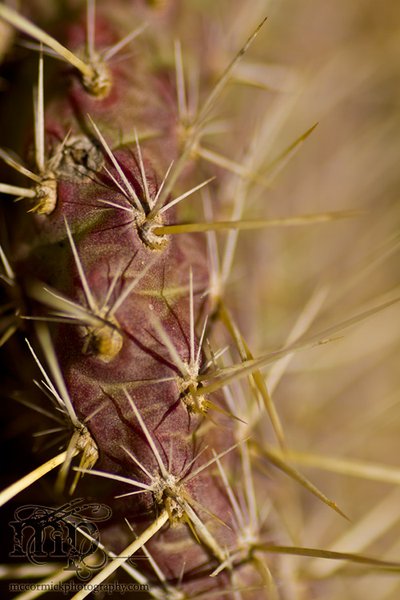 Monitor Mud Buttes, May 10, 2011: Cacti [3 of 3]