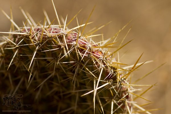 Monitor Mud Buttes, May 10, 2011: Cacti [2 of 3]