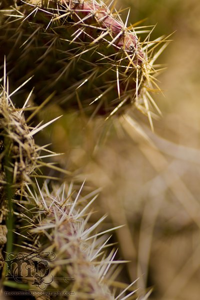 Monitor Mud Buttes, May 10, 2011: Cacti [1 of 3]