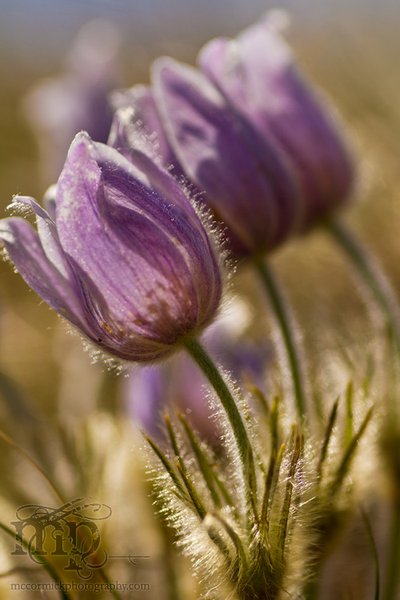 Monitor Mud Buttes, May 10, 2011: Crocuses [3 of 4]