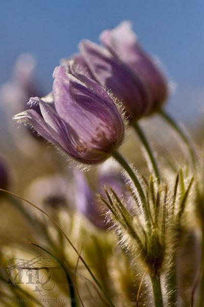Monitor Mud Buttes, May 10, 2011: Crocuses [2 of 4]