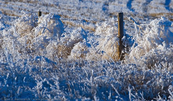 Frosted tumbleweeds caught on the fenceline