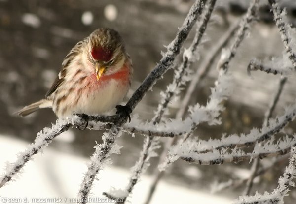 Red Pole on a frosty morning