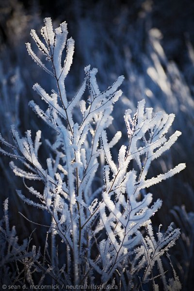 Morning frost for Noah