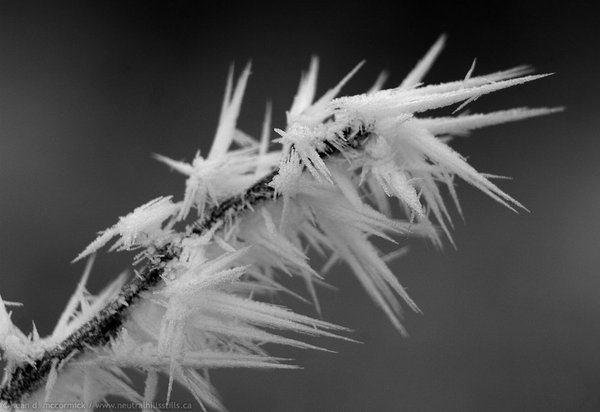 Frost spikes on tree branch