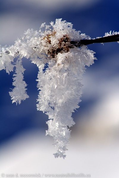 Frozen cow tuft on fence