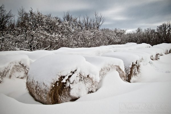 Jan 2011: Snow covered bales