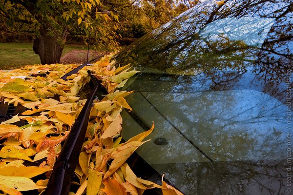 Leaves falling on the Ford F-150